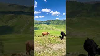 开着房车走到哪儿住到哪儿，最美的风景在路上#开着房车去旅行 #全能好车 #移动别墅 #创造移动的家 #师妹造房车