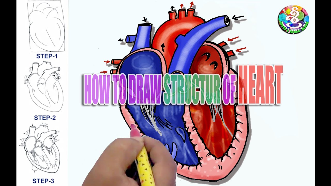 How to draw human heart easily - YouTube