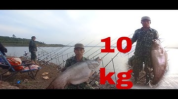Săn cá thác lác cườm tự nhiên tập 12,va phải hugo lớn gần 10kg