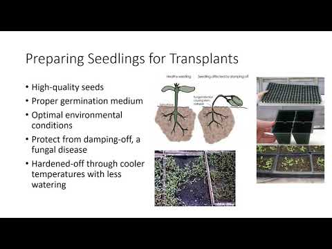 Video: Seed Propagation