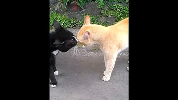 Thumbnail of SUARA KUCING BERANTEM #shorts #pecintakucing #cat #catlover #viral