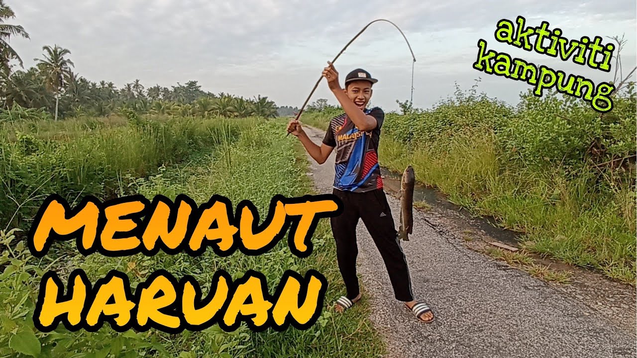 #EP596 Haruan Saiz Idaman - tahan taut haruan