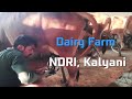Ndri kalyani  national dairy research institute  modern dairy farm