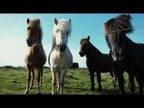 Video: Sådan Hjælper Du En Skadet Fugl