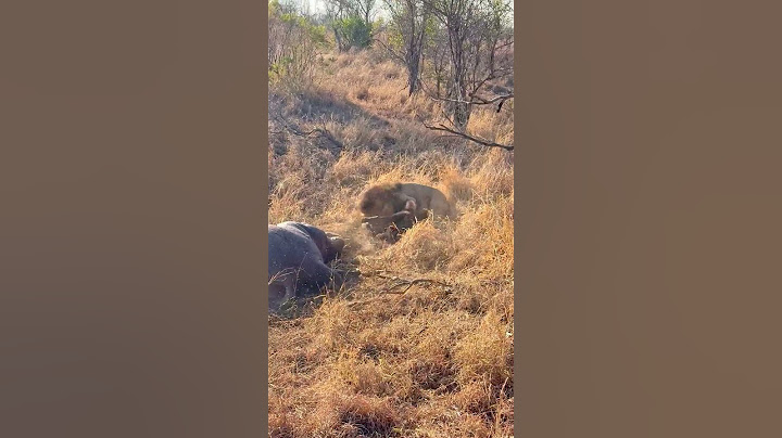 Hyenas Distracted By Eating a Hippo Get Ambushed By Lion
