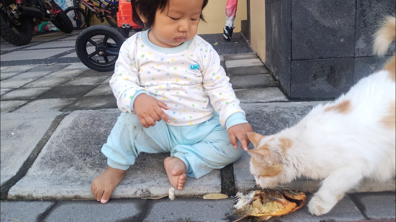 feeding-food-for-pregnant-cat-youtube