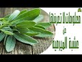 ماهي عشبة الميرمية 
