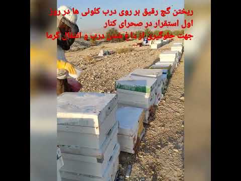 تاثیر بالای محلول گچ رقیق در جلوگیری از داغ شدن دمای داخل کندو و جلوگیری از تلفات