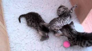 Jorjeez BSH Kittens 5 Weeks