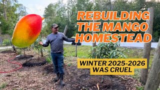 Rebuilding our Mango Homestead. Planting new Mango Varieties and Tropical Fruit Trees.