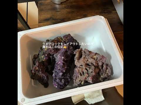 海水魚水槽】人工ライブロックに天然無機顔料で色塗り&アク抜き