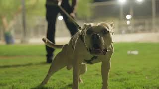 Ozzy Hobbs with pack mentality , Will your dog protect you #bitework #ppd