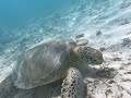 Baby Beach Snorkel, Aruba