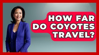 How Far Do Coyotes Travel? - Exploring Campgrounds