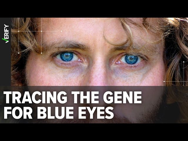 Where did Blue Eyes come from? #Science #Biology #Research 