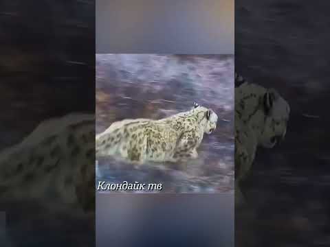 Собаки напали на снежного барса.