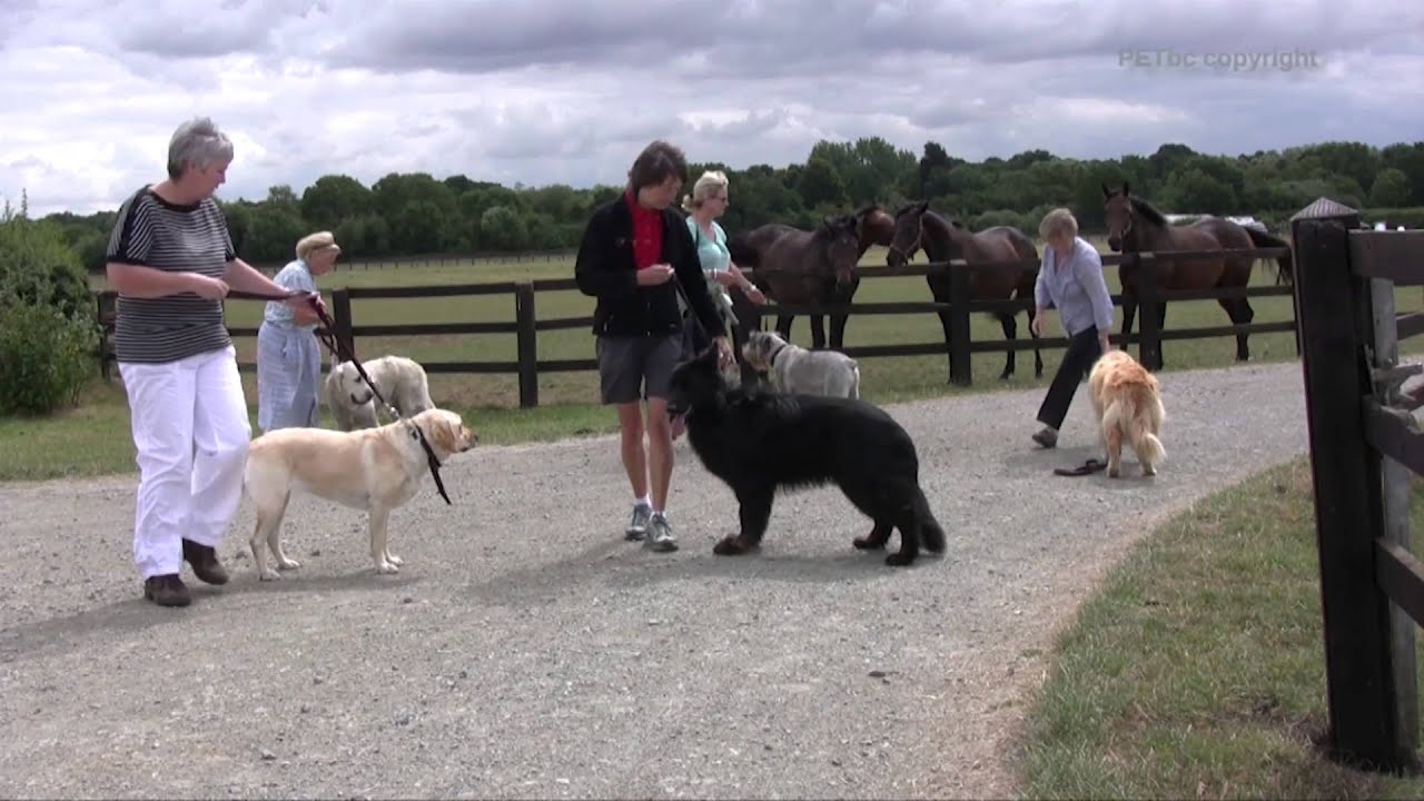 DOG DISTANCE LEARNING COURSES UK