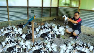RABBIT FARMING│Rabbit Harvest! How to become successful in RABBIT RAISING ( Selection of breeders )