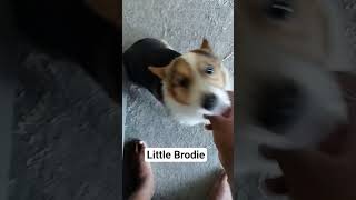 Little Brodie