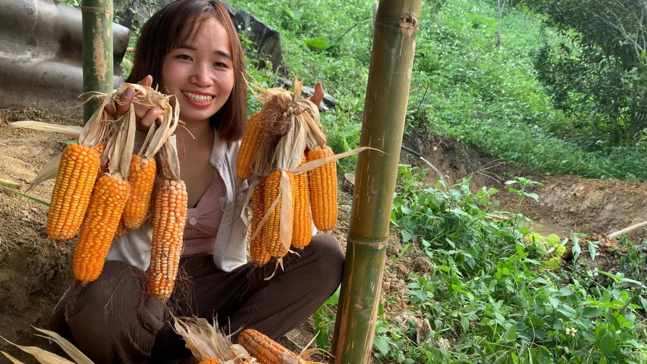 harvesting-corn-in-the-mountains-how-to-preserve-corn-preserve-corn