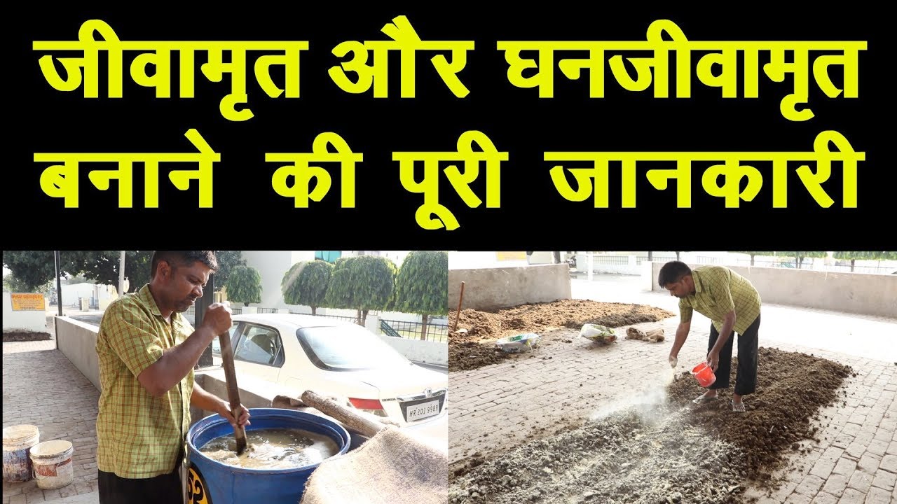 जीवामृत और घनजीवामृत बनाने की पूरी जानकारी Complete practical knowledge of Jeevamrut, Ghanjeevamrut