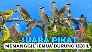 Suara pikat burcil mp3.untuk pikat semua burung kecil di JAMIN AMPUH