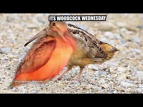 ITS WOODCOCK WEDNESDAY (The bird)