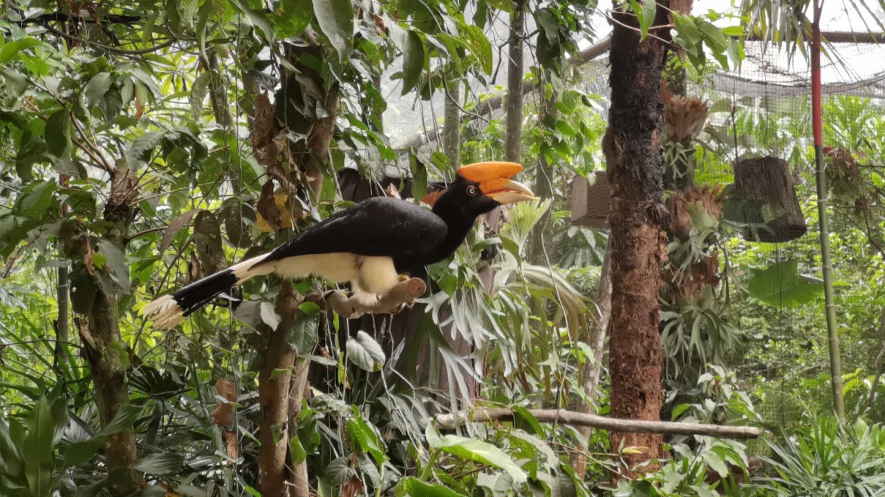  Burung  enggang  cula yang Setia dan Sangat dihormati Orang 