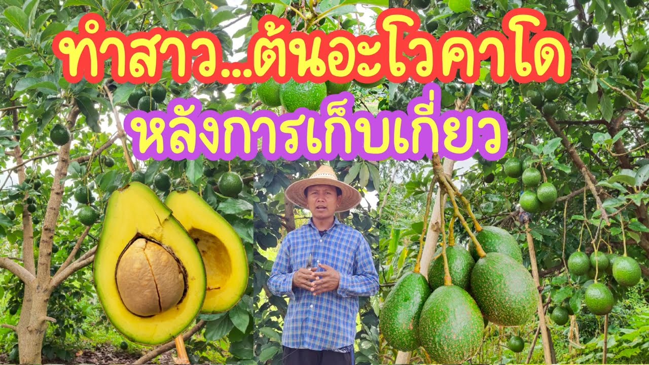 ทำสาวต้นอะโวคาโด...หลังการเก็บเกี่ยว พันธุ์พบพระ08