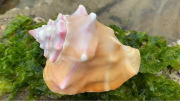 Một Ngày Khám Phá Và Săn Bắt Hải Sản Khi Thủy Triều Rút Và Cái Kết Vui