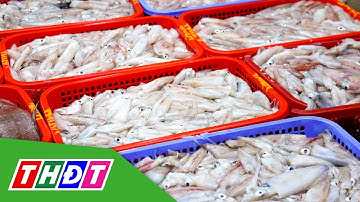 Mực tươi đầy ắp ở cảng cá lớn nhất miền Trung | THDT