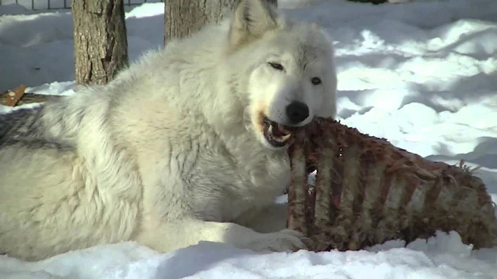 Wolves Eating Buffalo Meat - DayDayNews