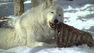 Wolves Eating Buffalo Meat