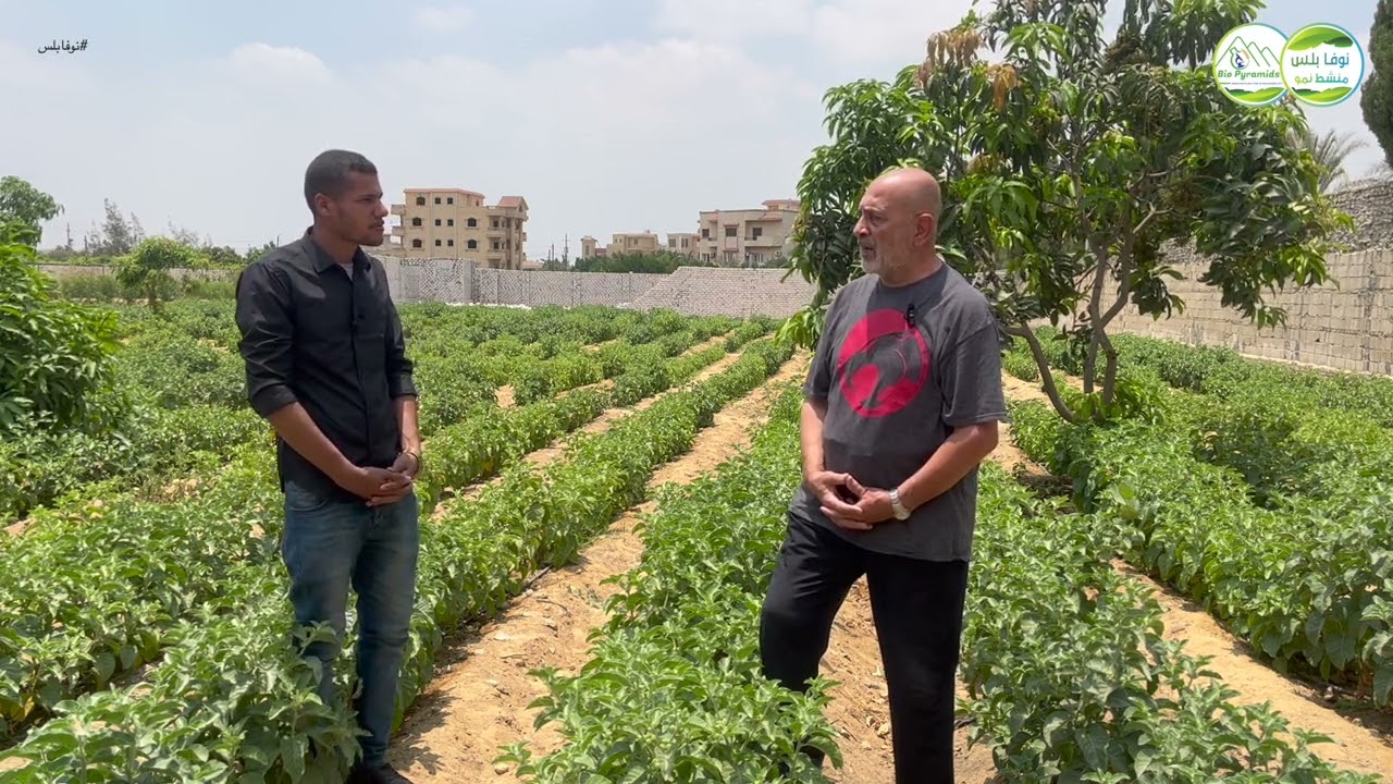 نبات بالملايين .... الجينسينج باستخدام الاسمدة الحيويه النوفابلس جمعية عرابي