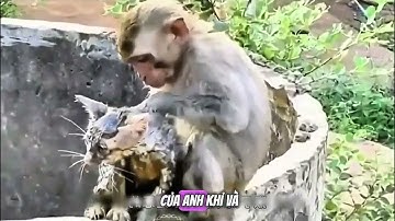 Khoảnh Khắc Cảm Động: Chú Khỉ Cứu Mèo Con Thoát Khỏi Giếng Cạn!