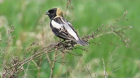 Bobolink