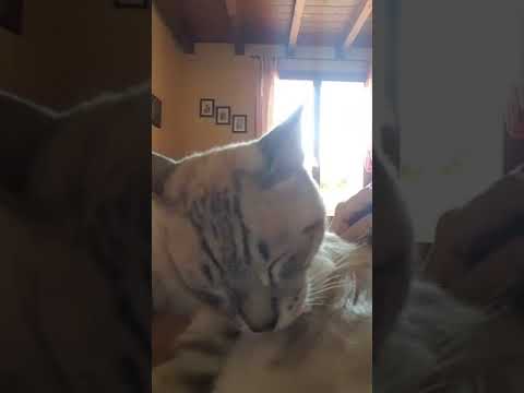 Gatto toeletta uomo