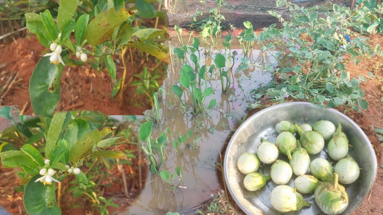 กินอยู่แบบพอเพียง เก็บมะเขึอไปทำอาหารเช้า 22 กุมภาพันธ์ ค.ศ. 2026