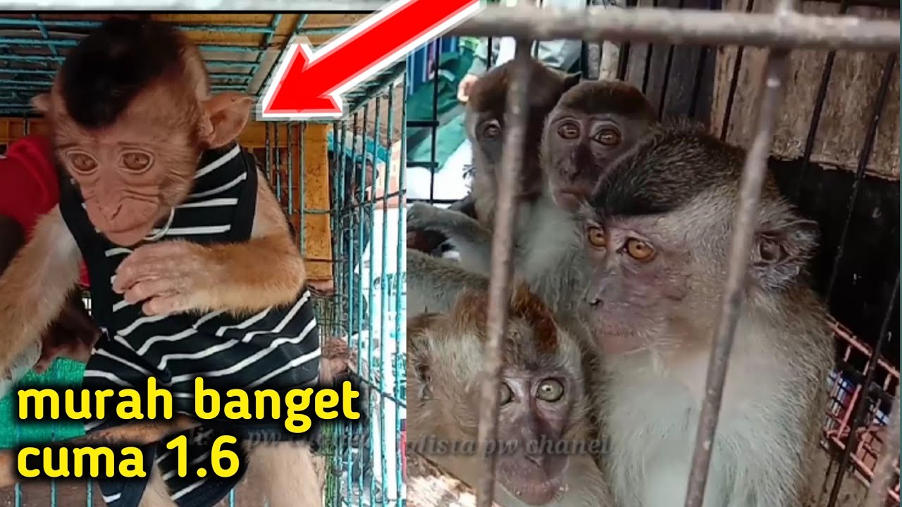 cek harga monyet.beruk.monpai,tupai pasar jati negara jakarta