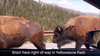 Bison in Yellowstone Park
Bison have right of way in Yellowstone Park! Bison in Yellowstone Park