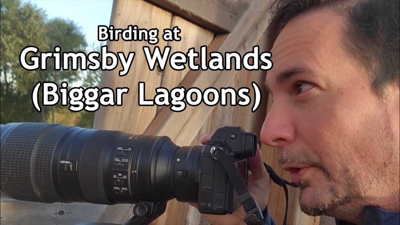 Birding in Grimsby at Biggar Lagoons aka Grimsby Wetlands YouTube