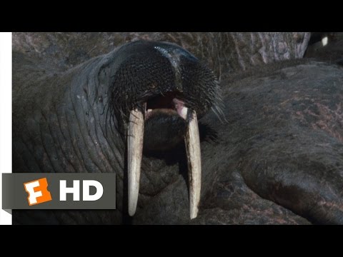Farting Walrus - Arctic Tale (2/10) Movie CLIP (2007) HD