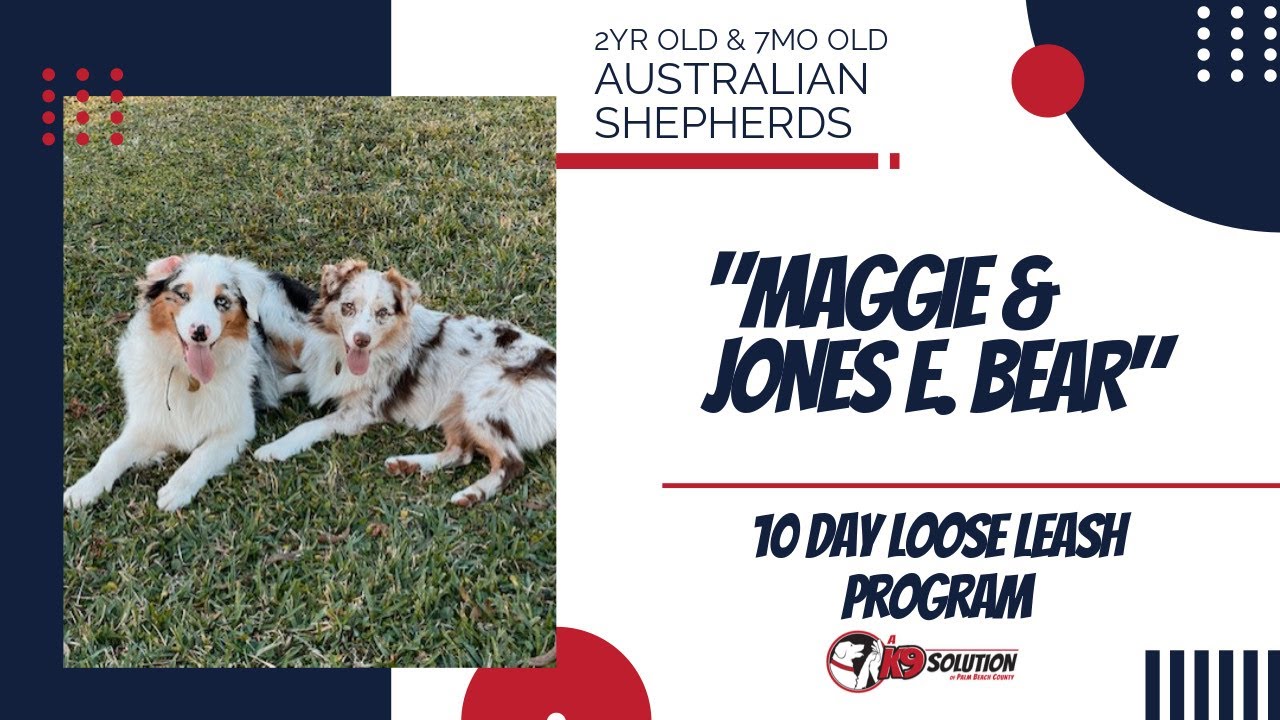 🐶Dog Trainers Palm Beach County / Dog Training Palm Beach County 🦮