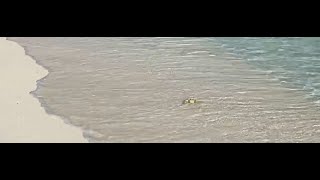 Work Break Beach Wildlife | Ghost Crab + Surf Sounds | Peaceful Observation