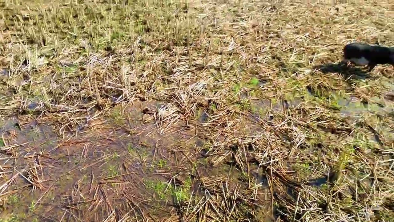 Funny drone video 📷🙂