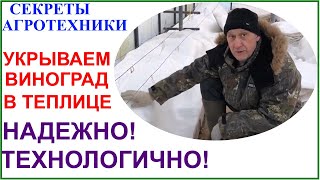 видео: Зимнее укрытие винограда в теплице. картинка: Зимнее укрытие винограда в теплице.