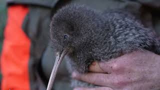 Download Lagu Kiwi pukupuku found on the mainland MP3 Download Lagu Kiwi pukupuku found on the mainland MP3