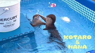 カワウソコタローとハナ 流れるプールで流されながら格闘する2人 Otter Kotaro&Hana Fighting in The Pool