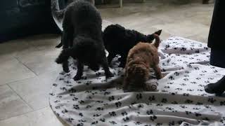 Toy Poodle Puppies for Sale