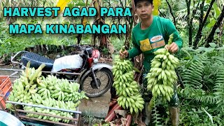 Download Lagu Harvest agad para hindi mabulukan ng SAGING MP3 Download Lagu Harvest agad para hindi mabulukan ng SAGING MP3